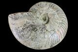 Silver Iridescent Ammonite (Cleoniceras) Fossil - Madagascar #159406-1